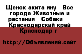 Щенок акита ину - Все города Животные и растения » Собаки   . Краснодарский край,Краснодар г.